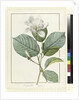 Magnolia yulan Magnolia denudata, 1812 by Pierre Joseph Redouté