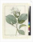 Magnolia yulan Magnolia denudata, 1812 by Pierre Joseph Redouté