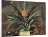 Pineapple grown in Sir Matthew Decker's Garden, Richmond, Surrey, 1720 by Theodorus Netscher