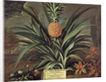Pineapple grown in Sir Matthew Decker's Garden, Richmond, Surrey, 1720 by Theodorus Netscher