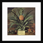 Pineapple grown in Sir Matthew Decker's Garden, Richmond, Surrey, 1720 by Theodorus Netscher