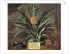 Pineapple grown in Sir Matthew Decker's Garden, Richmond, Surrey, 1720 by Theodorus Netscher