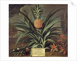 Pineapple grown in Sir Matthew Decker's Garden, Richmond, Surrey, 1720 by Theodorus Netscher