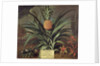 Pineapple grown in Sir Matthew Decker's Garden, Richmond, Surrey, 1720 by Theodorus Netscher