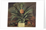 Pineapple grown in Sir Matthew Decker's Garden, Richmond, Surrey, 1720 by Theodorus Netscher
