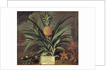 Pineapple grown in Sir Matthew Decker's Garden, Richmond, Surrey, 1720 by Theodorus Netscher