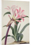 Amaryllis Belladonna, 1761 by Georg Dionysius Ehret