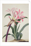 Amaryllis Belladonna, 1761 by Georg Dionysius Ehret