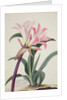 Amaryllis Belladonna, 1761 by Georg Dionysius Ehret