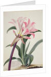 Amaryllis Belladonna, 1761 by Georg Dionysius Ehret
