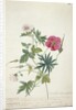 Geranium. Two intertwined stems of different species, 1767 by Georg Dionysius Ehret