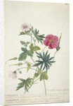 Geranium. Two intertwined stems of different species, 1767 by Georg Dionysius Ehret