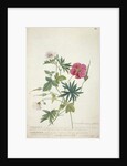 Geranium. Two intertwined stems of different species, 1767 by Georg Dionysius Ehret