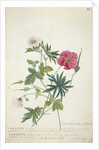 Geranium. Two intertwined stems of different species, 1767 by Georg Dionysius Ehret