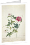 Geranium. Two intertwined stems of different species, 1767 by Georg Dionysius Ehret