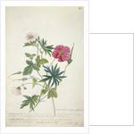 Geranium. Two intertwined stems of different species, 1767 by Georg Dionysius Ehret