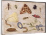 Insects by Jan van the Elder Kessel