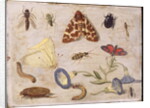 Insects by Jan van the Elder Kessel