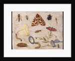 Insects by Jan van the Elder Kessel