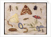Insects by Jan van the Elder Kessel