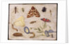 Insects by Jan van the Elder Kessel