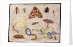 Insects by Jan van the Elder Kessel