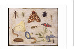 Insects by Jan van the Elder Kessel