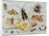 Insects by Jan van the Elder Kessel