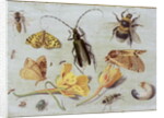 Insects by Jan van the Elder Kessel