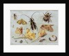 Insects by Jan van the Elder Kessel