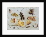 Insects by Jan van the Elder Kessel
