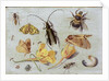 Insects by Jan van the Elder Kessel