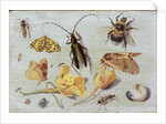 Insects by Jan van the Elder Kessel