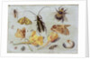 Insects by Jan van the Elder Kessel