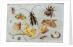 Insects by Jan van the Elder Kessel