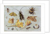 Insects by Jan van the Elder Kessel
