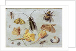 Insects by Jan van the Elder Kessel