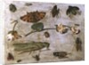 Insects by Jan van the Elder Kessel