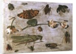 Insects by Jan van the Elder Kessel