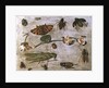 Insects by Jan van the Elder Kessel