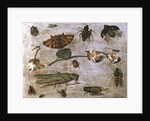Insects by Jan van the Elder Kessel