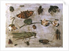 Insects by Jan van the Elder Kessel