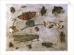 Insects by Jan van the Elder Kessel