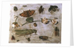 Insects by Jan van the Elder Kessel