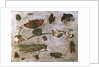 Insects by Jan van the Elder Kessel