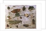 Insects by Jan van the Elder Kessel