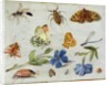 Insects by Jan van the Elder Kessel