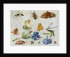 Insects by Jan van the Elder Kessel