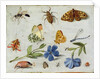 Insects by Jan van the Elder Kessel