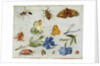 Insects by Jan van the Elder Kessel